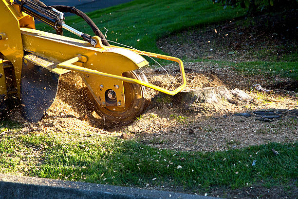 Kenova, WV Tree Removal Company